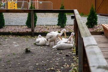 white pelicans sitting against the fence