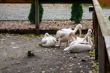 white pelicans sitting against the fence