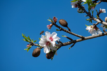 Blooming almond tree in Algarve Portugal.