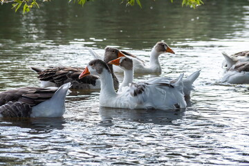 Gray geese swimming in the water. Domestic Geese Swimming