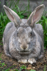 Home sweet grey rabbit in the garden