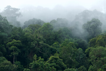 tropical rainforest in haze and mist at Gundung Raya of the island Langkawi, Malaysia