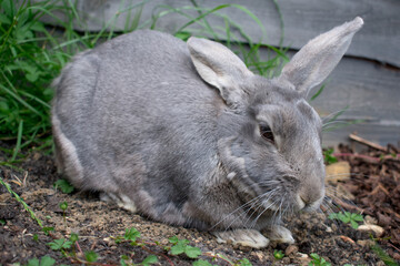 Home sweet grey rabbit in the garden