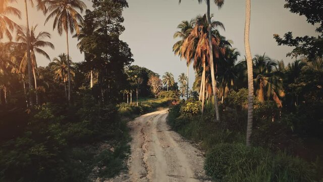 Jungle road, palm tree forest in evening dawn. Sunset over empty sandy way path in green coconut plantation. Tropical exotic island, travel destination. Summer holiday vacation. Wild nature landscape