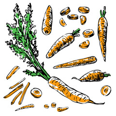 Collection of vector illustrations of carrots. Colored hand-drawn sketches. Vintage style engraving. Part 1