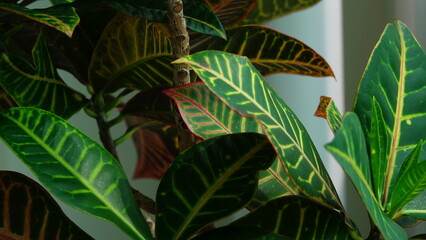croton © Lia Shim