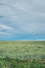 Fototapeta premium Beautiful view of agricultural green field with wheat under gloomy sky