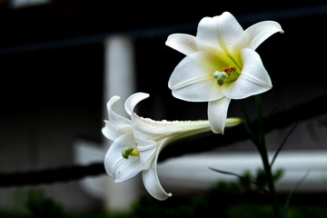 Fototapeta na wymiar 雨の雫がついた白のユリ科の花