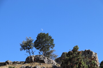 tree on top of mountain