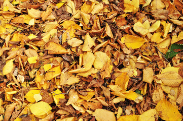Autumn. Fallen yellow leaves on the ground. Background, texture, design, wallpaper.