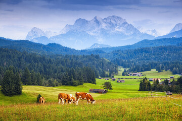 Fototapeta na wymiar Cows on pasture in Bavarian Alps