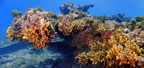 Beautiful and colorful corals