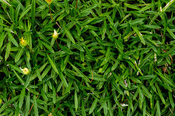 植物が作る緑のテクスチャー