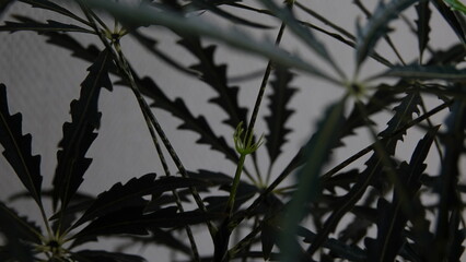 indoor plants false aralia