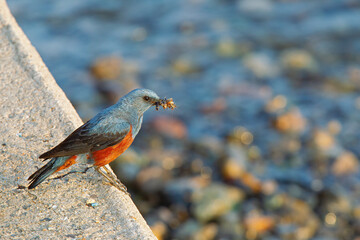 A blue rock thrush (Monticola solitarius) with a beak of insects.