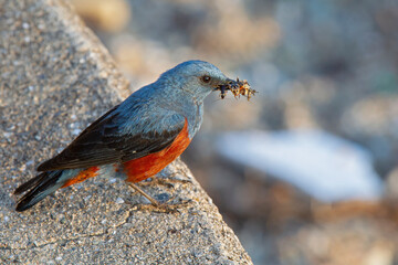 A blue rock thrush (Monticola solitarius) with a beak of insects.