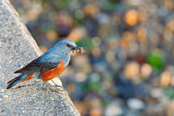 A blue rock thrush (Monticola solitarius) with a beak of insects.
