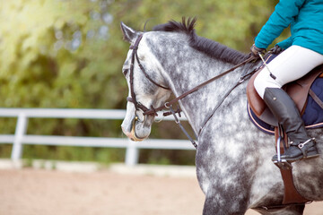 Portrait og gray sports horse with a bridle and a rider riding with his foot in a boot with a spur...