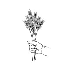 Bunch of wheat ears in a hand black and white sketch vector illustration