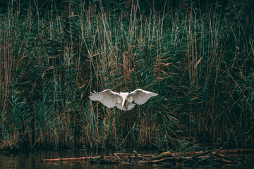 bird © ukasz
