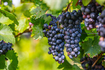 blue merlot grapes in green vineyard