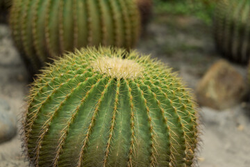 Cactus