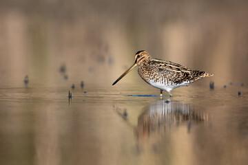 Common snipe bird (Gallinago gallinago) stand in the lake rest in swamp natural habitat