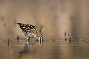 Common snipe gallinago gallinago searching food in water bird natural habitat