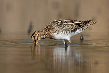 Common snipe bird (Gallinago gallinago) searching food with beak in the lake swamp natural habitat
