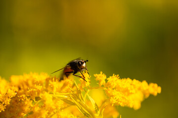 Macro images of a fly on a wildflower