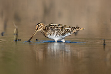 Common snipe gallinago gallinago searching food in water bird natural habitat