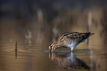 Common snipe bird (Gallinago gallinago) in the lake swamp natural habitat