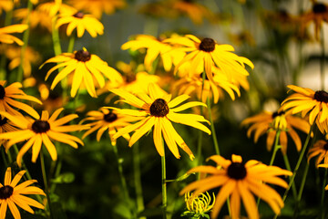 black-eyed susann in autumn