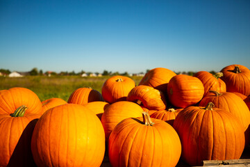 Pumpkin on field for sale, Halloween pumpkin, nutmeg pumpkin