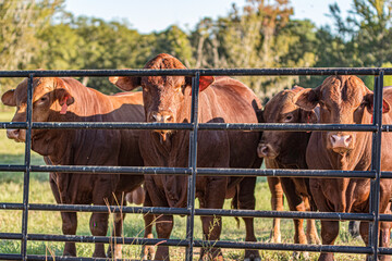 Group of Salers bulls looking from behind gate