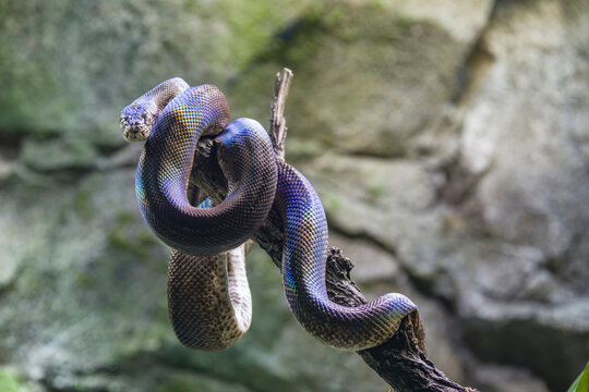 Macklot's python (Liasis mackloti) is a species of python, a nonvenomous snake in the family Pythonidae. It is endemic to Indonesia, East Timor, Papua New Guinea, and coastal northern Australia. 