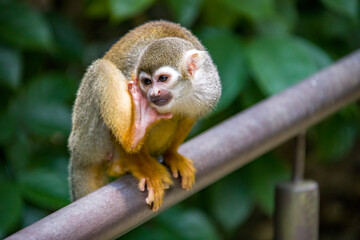 the closeup image of Common squirrel monkey  (Saimiri sciureus), is a species of squirrel monkey from Guiana, Venezuela and Brazil. 
