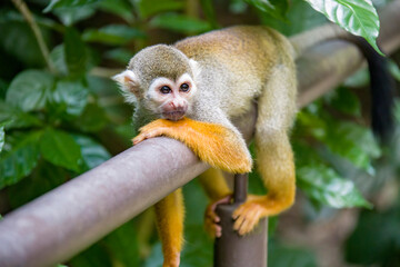 the closeup image of Common squirrel monkey  (Saimiri sciureus), is a species of squirrel monkey...