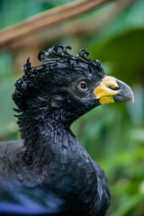 A male bare-faced curassow (Crax fasciolata). It is a species of bird in the family Cracidae, The male has black upper parts faintly glossed with greenish-olive, with an unfeathered face