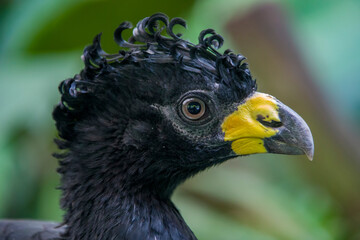 A male bare-faced curassow (Crax fasciolata). It is a species of bird in the family Cracidae, The male has black upper parts faintly glossed with greenish-olive, with an unfeathered face