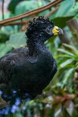 Fototapeta premium A male bare-faced curassow (Crax fasciolata). It is a species of bird in the family Cracidae, The male has black upper parts faintly glossed with greenish-olive, with an unfeathered face