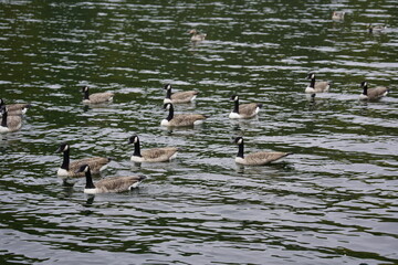 Canada Geese (Branta canadensis) Anatidae family. Local: near Timmendorf, Schleswig Holsstein....