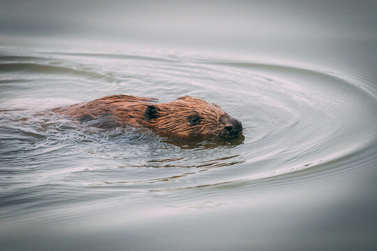 bever