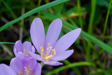 Spring light flower (BOT: Colchicum bulbocodium, German: Fruehlingslichtblume)