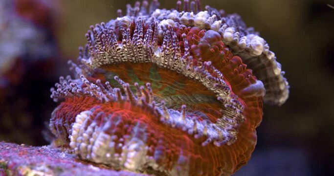 Green-Orange Acanastrea Coral Polyps. Macro.