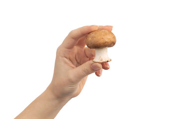 Champignon mushroom in hand isolated on a white background