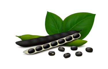 Fresh and dried black gram (Vigna mungo) pods (ripe, unripe, opened) with beans and leaves isolated on white background. Realistic vector illustration.