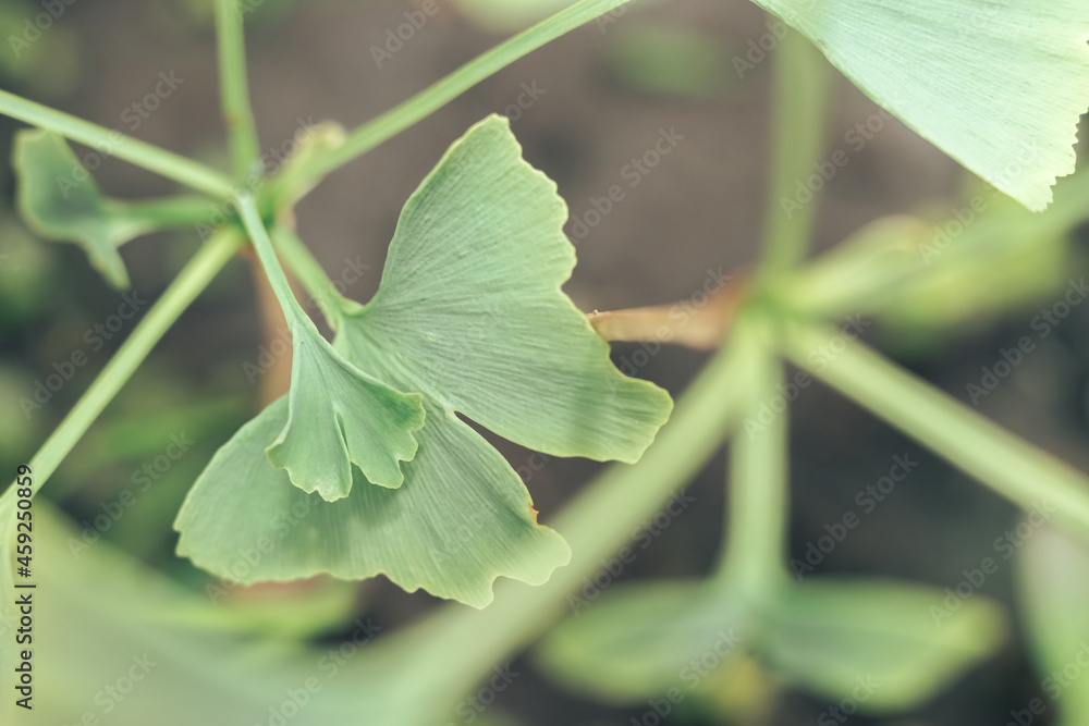 Poster close up of green leaf ginkgo on a ginkgo biloba little tree. macro photography view.