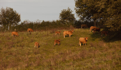 Braune Kühe aus der Aveyron