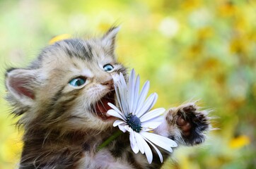 funny kitten and flower